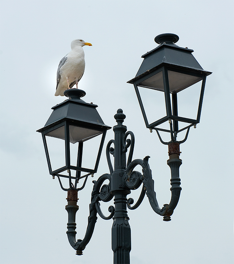 Normandie 05 - 2016_KA79384-1 Kopie.jpg - Auf der kleinen Uferpromenade hält eine Möwe ausschau auf Nahrung